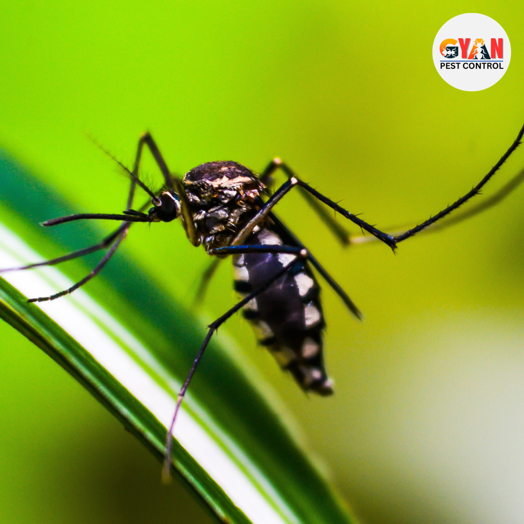 Mosquito Control
